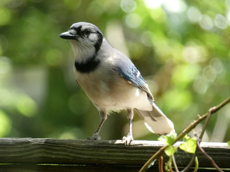 blue gray and white bird standing on wood outside