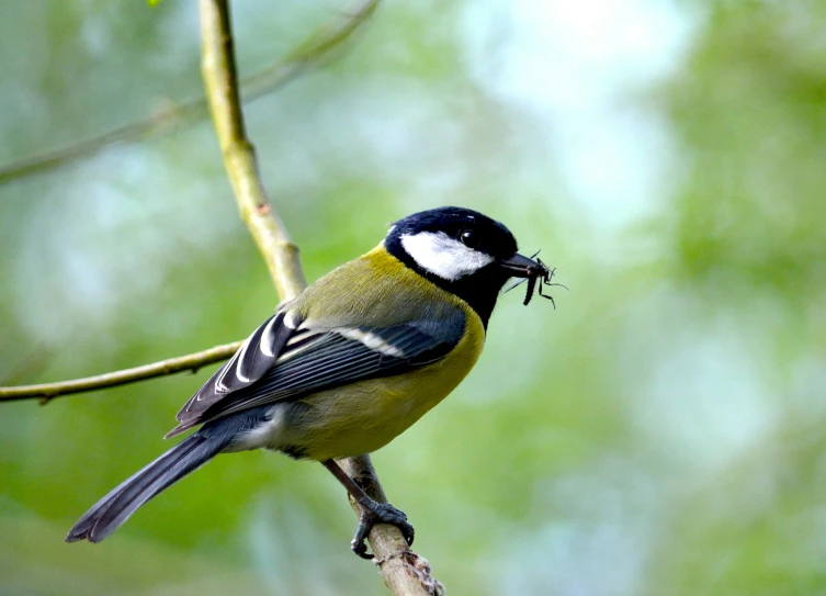 a bird perched on a nch with some twigs in it