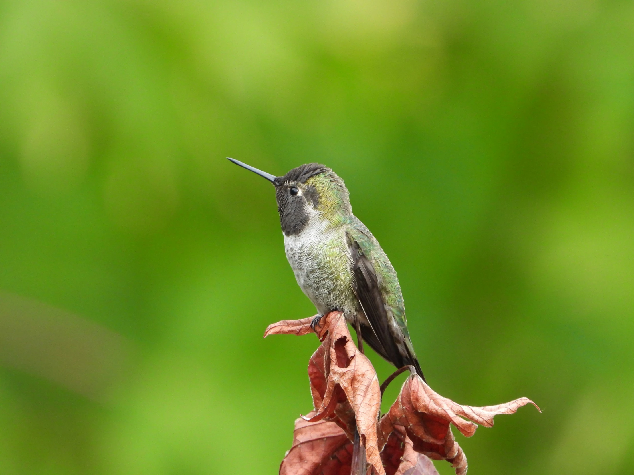 hummingbird perched on a flower bud in front of green background