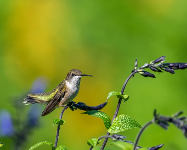 a small bird perched on top of a plant