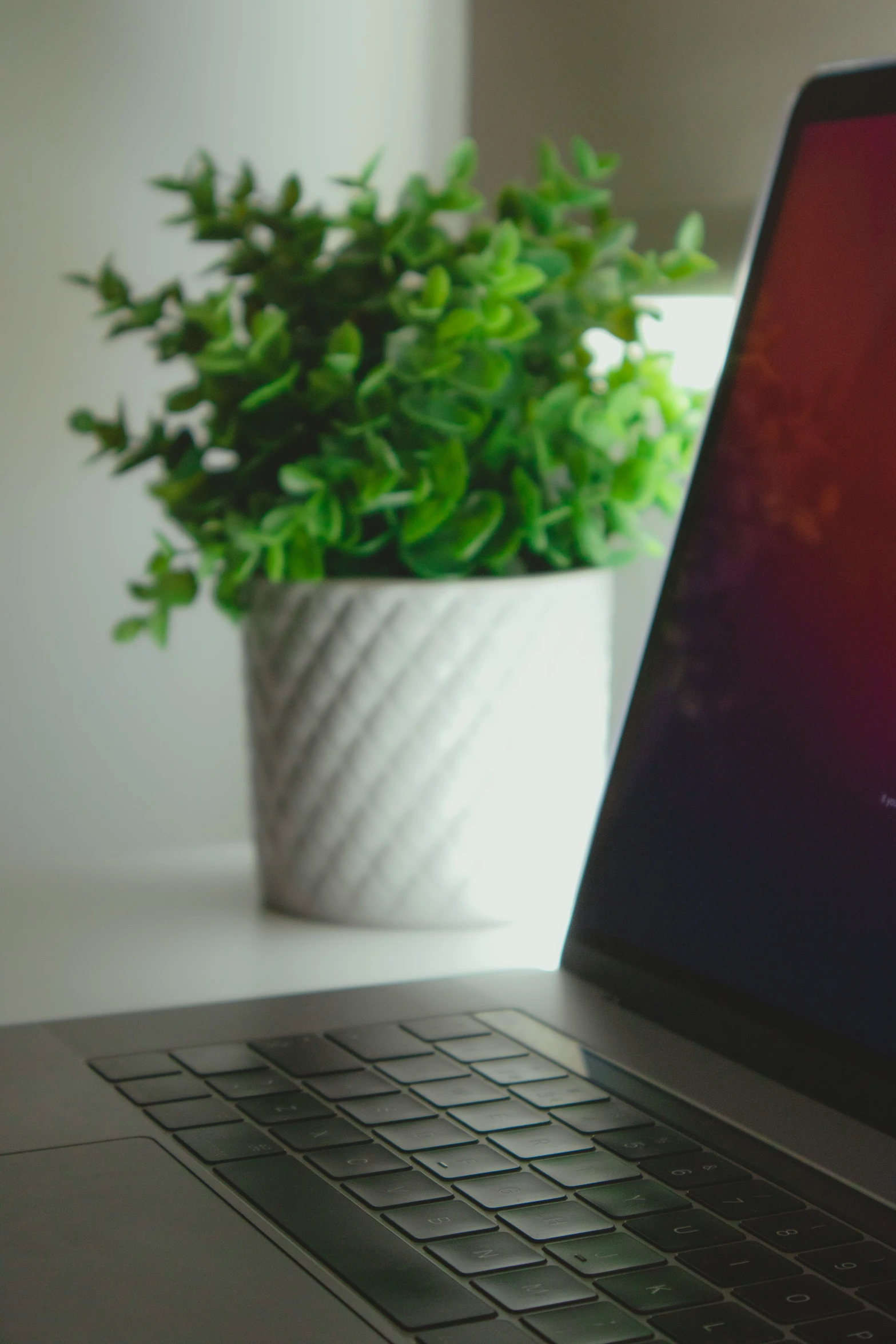 a white pot with a green plant and laptop