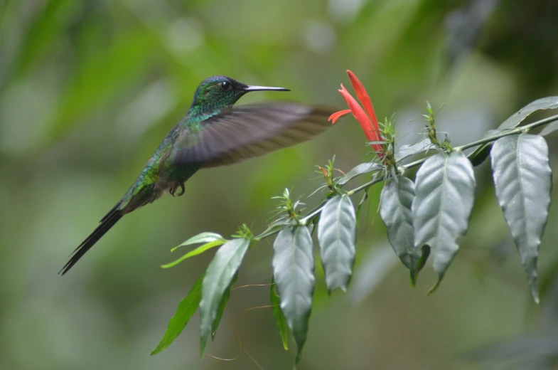 the bird is sitting on the tree limb and flapping it's wings