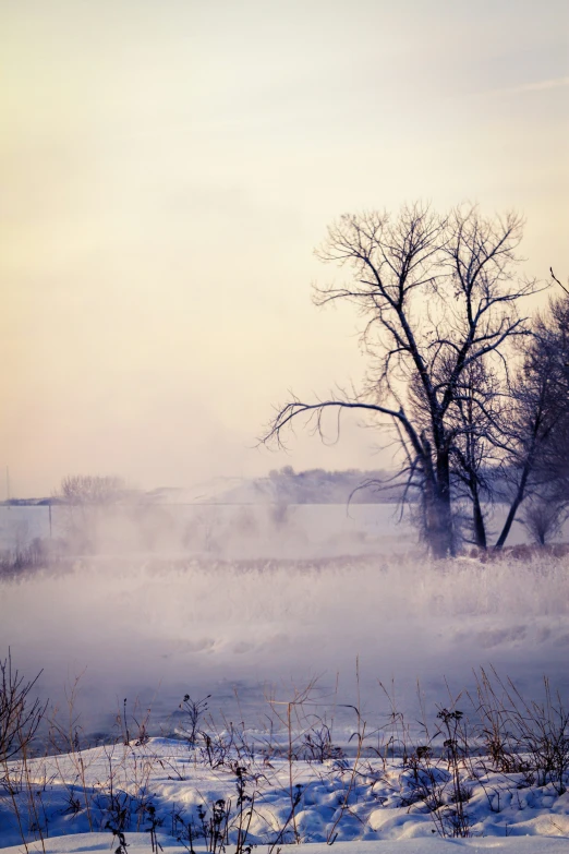 a steamy water area with trees and grass