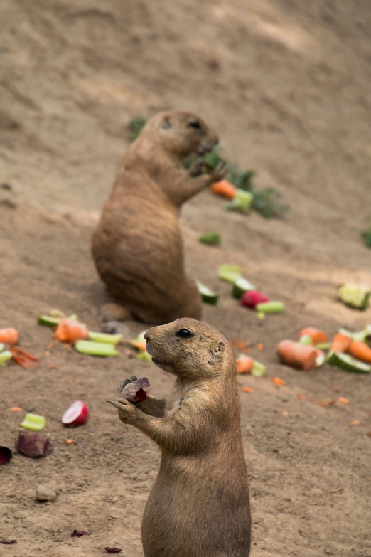 two marmotos stand in the sand looking at each other