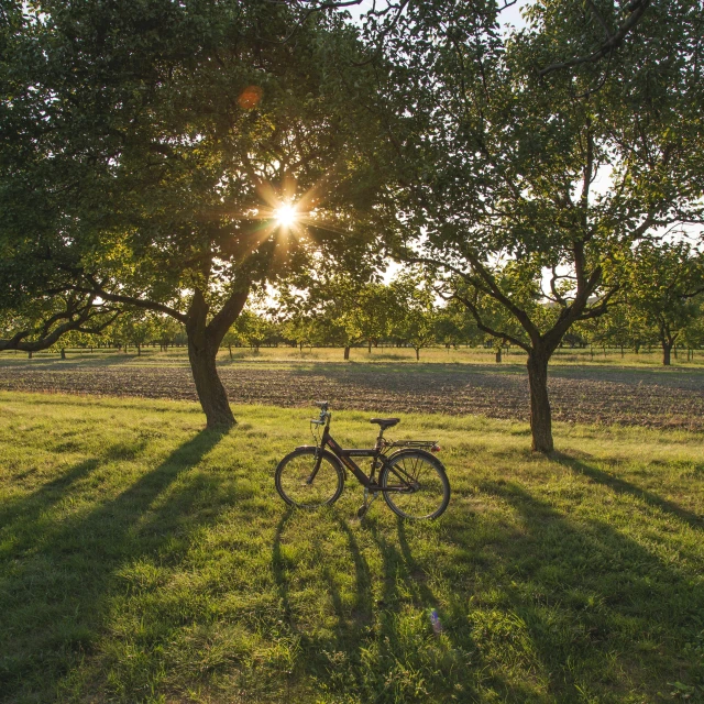 a bicycle sits in a field with trees near by