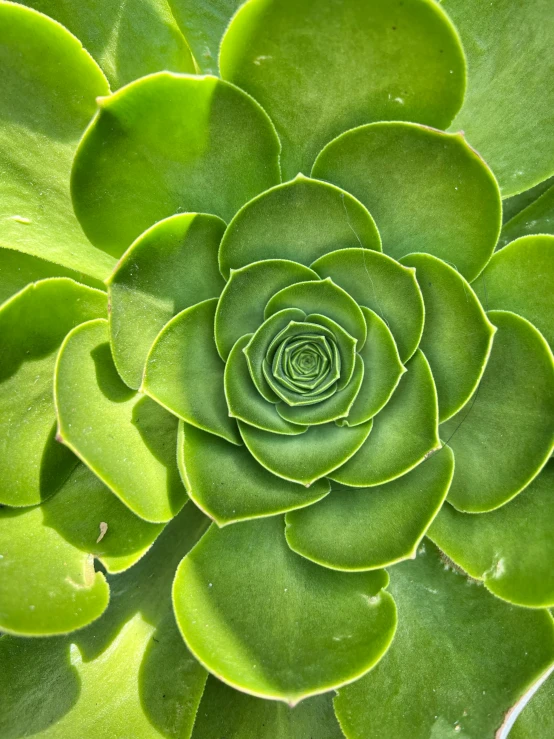 the very green plant has long leaves on it