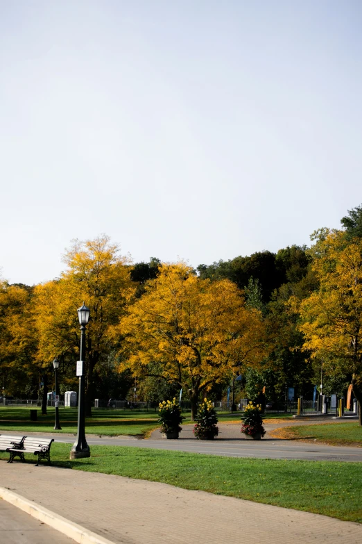 a park with green trees and lots of yellow foliage