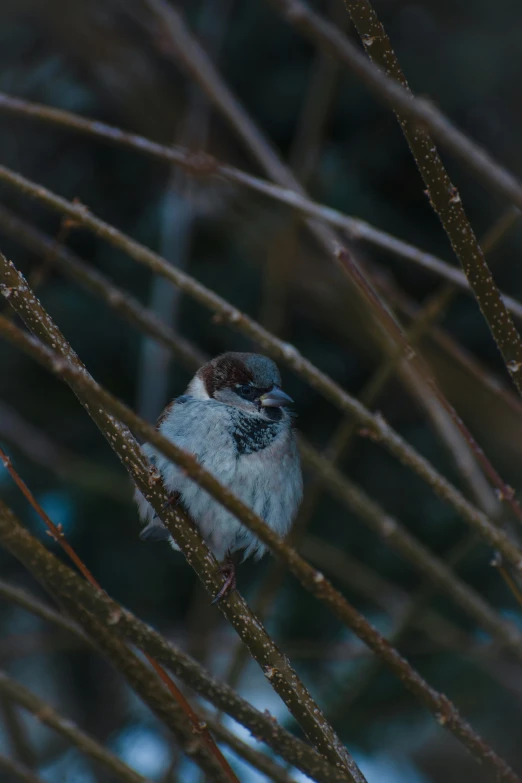 small gray bird perched on a thin nch