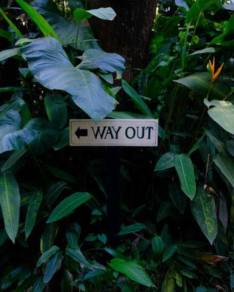 a sign that reads out in front of many foliage