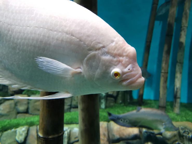 an odd looking fish is in a water tank