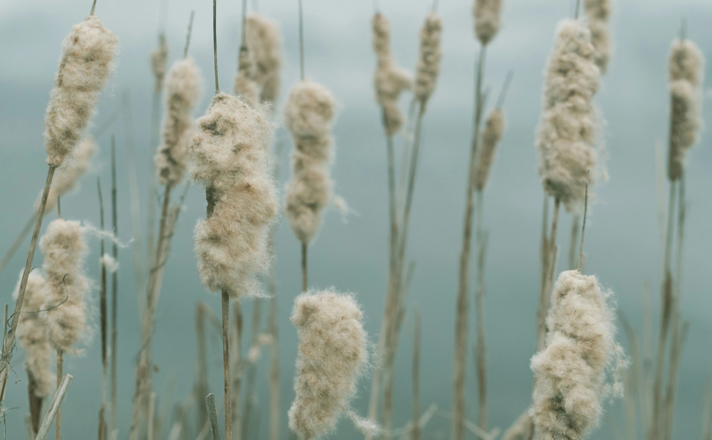 a sea side filled with lots of tall white flowers