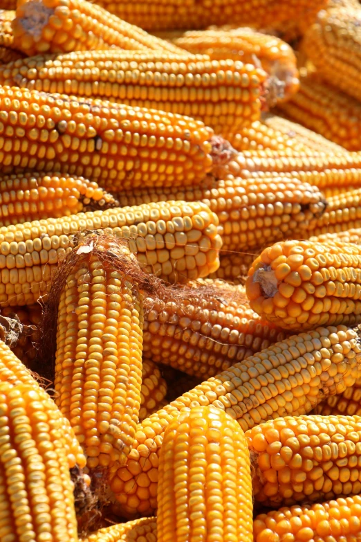 ripe and uncooked corn are piled high in rows