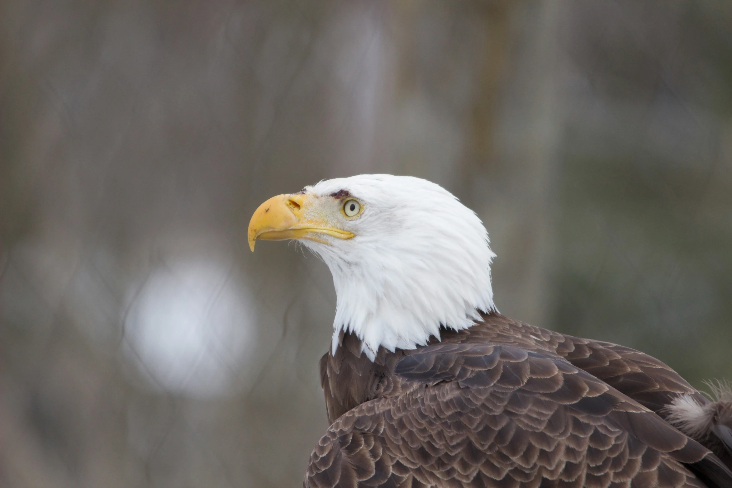 an eagle staring into the distance against a tree