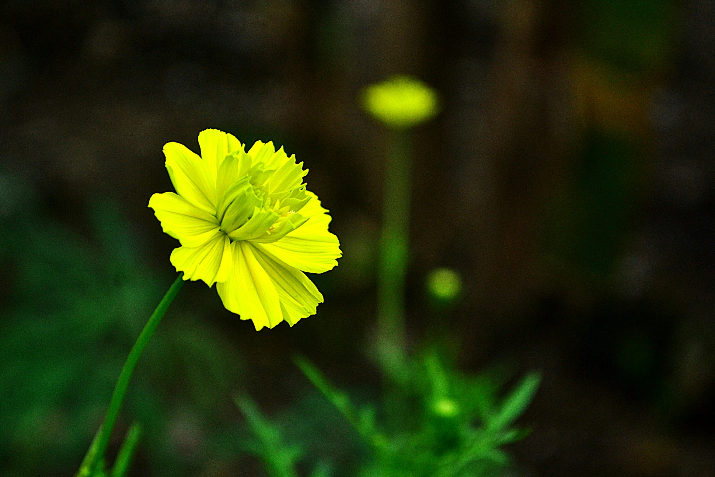 a yellow flower is sitting in the middle of green leaves