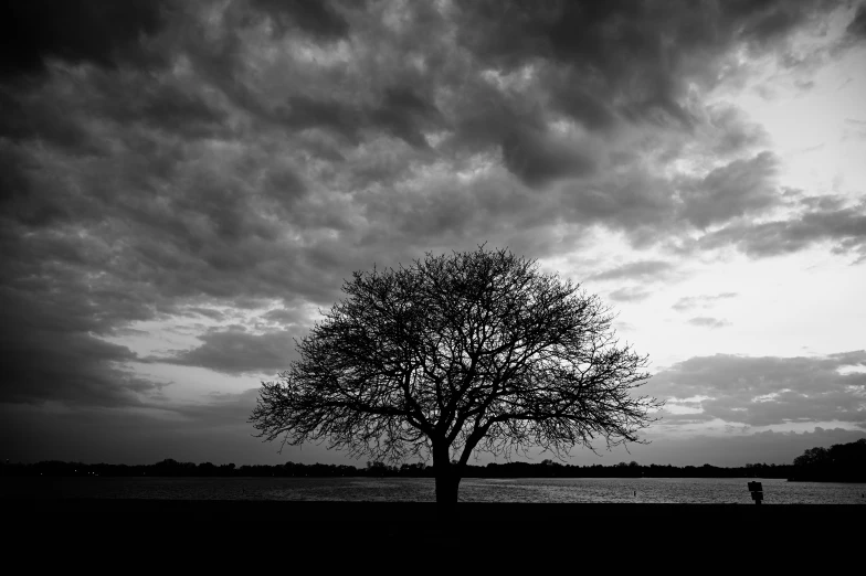 a large bare tree on an overcast day