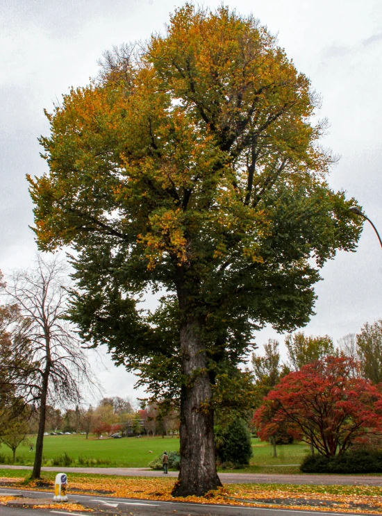 the big tree in the parking lot is colorful