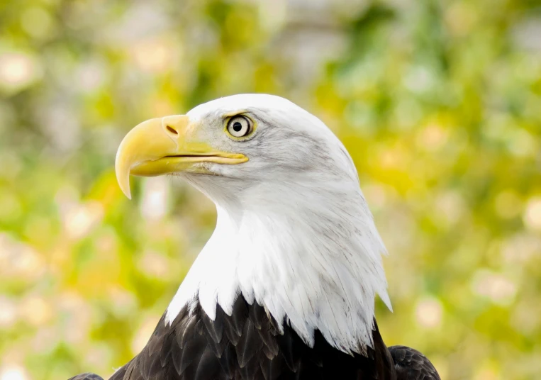 the head and upper part of a bald eagle