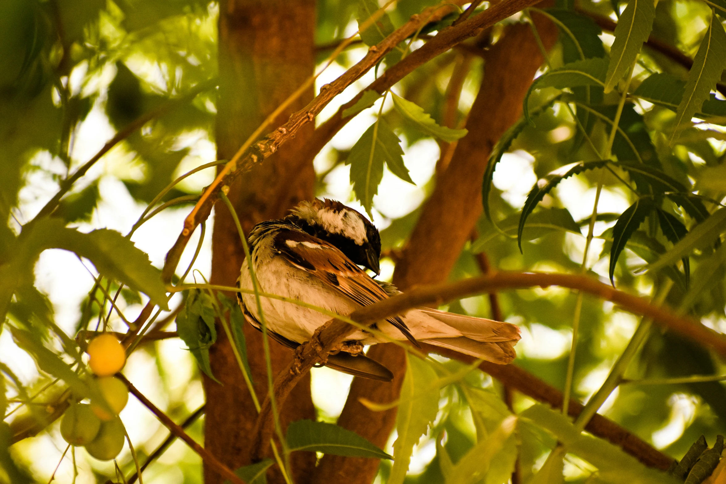 a bird is perched in the nches of trees