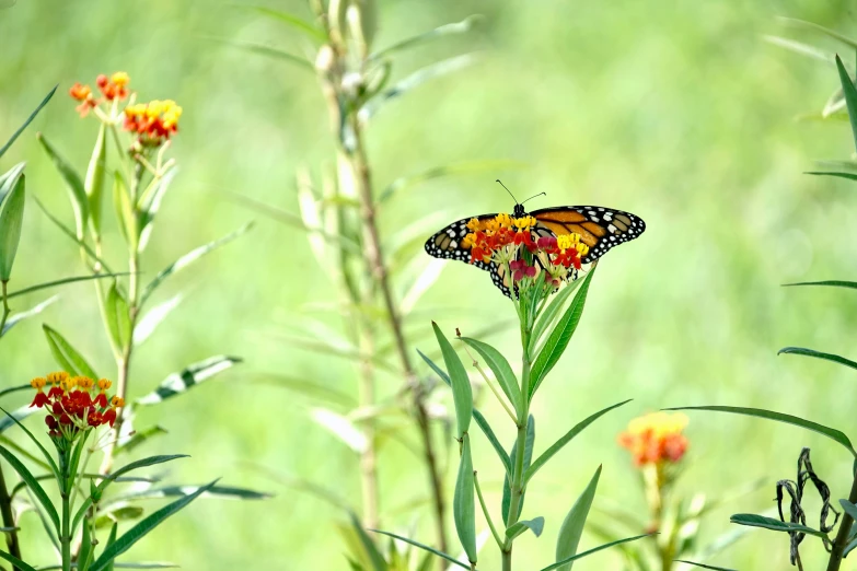 the small erfly is sitting on a flower