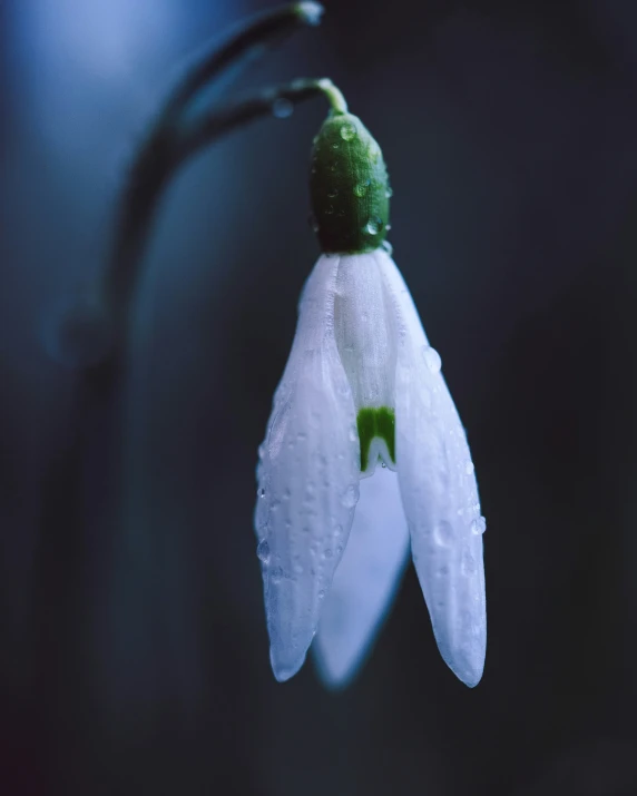 a white flower with a green tip with water droplets on it