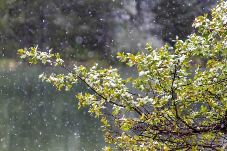 a picture of the view of trees and water from a window