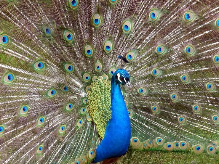 the peacock is displaying its feathers full of feathers
