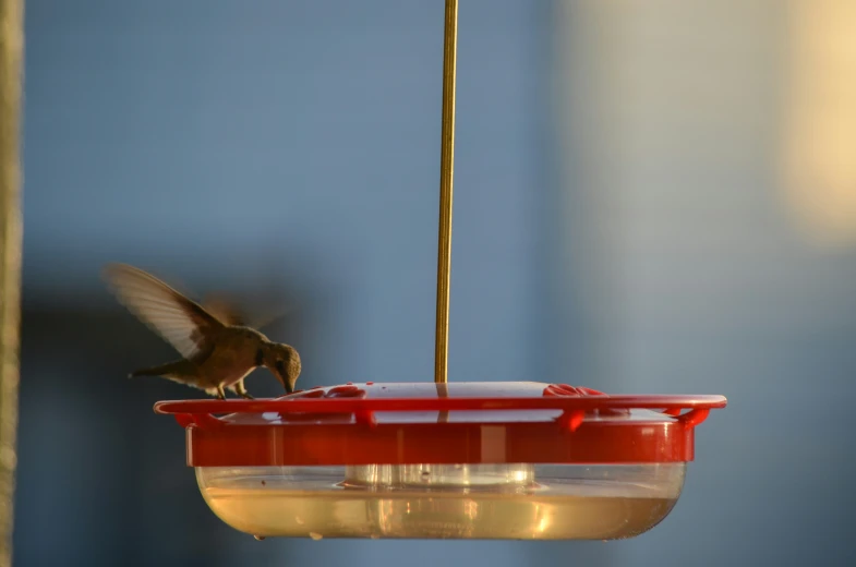 the bird is flying into the feeder and it is getting ready to drink