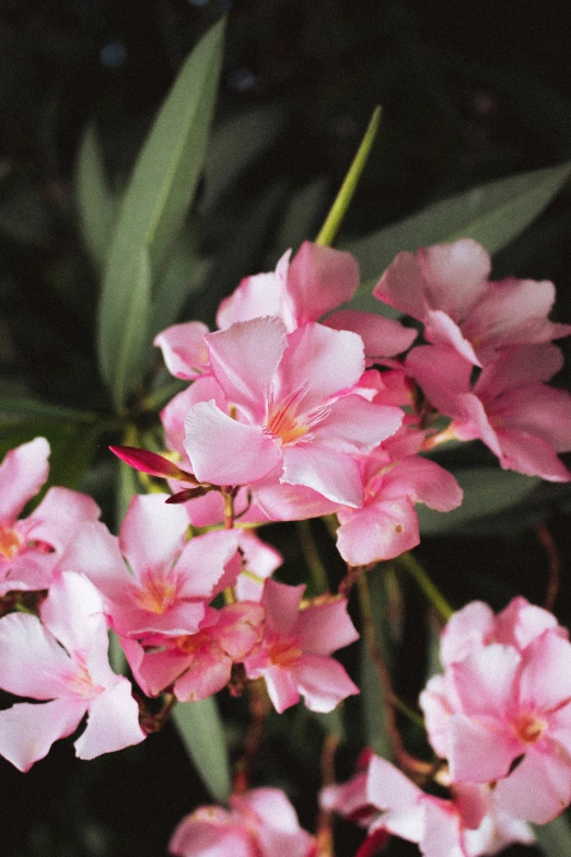 small pink flowers sitting in the middle of some dark green leaves