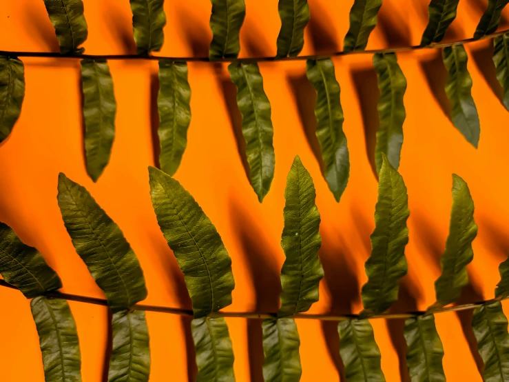 some very pretty looking green leaves with bright orange background