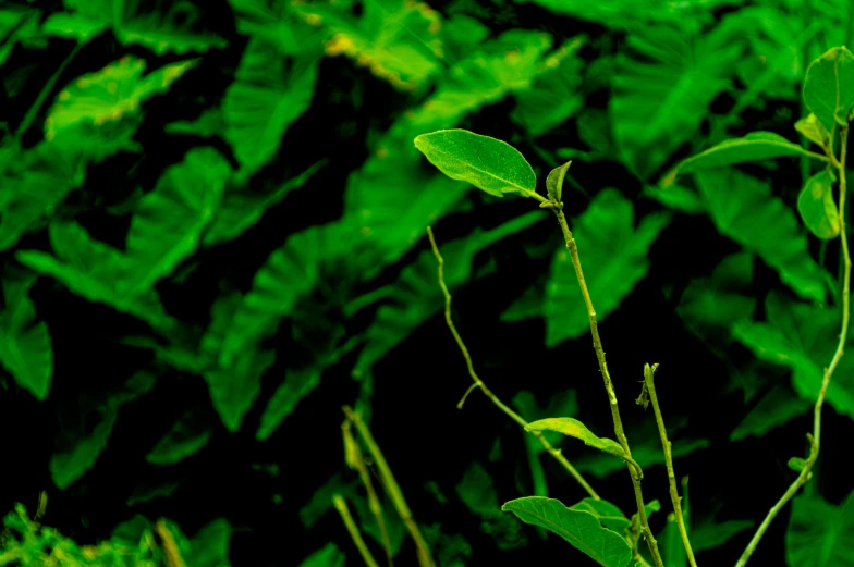 leaves in front of a green background