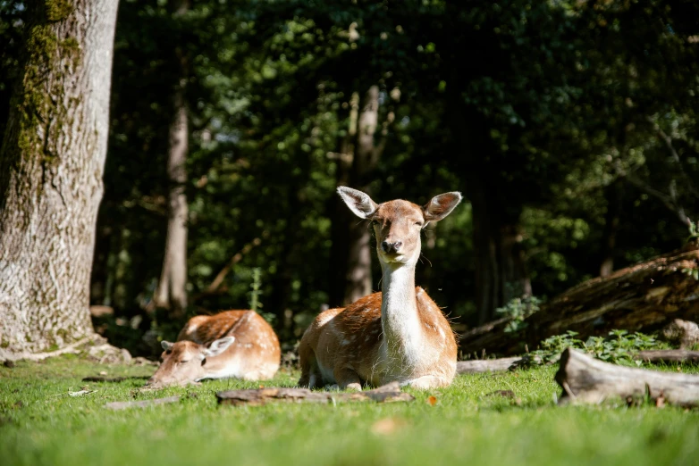 an antelope looks at the camera while in the grass