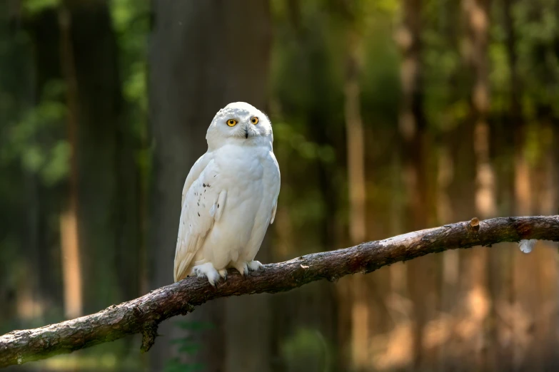 a white owl is sitting on a nch