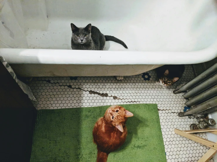a cat that is sitting next to a bath tub