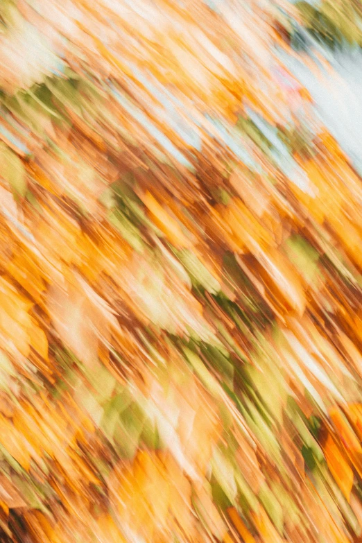 an abstract picture with blurry image of leaves in the background