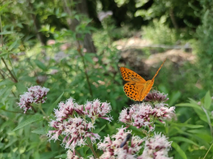 a erfly sitting on a flower surrounded by green leaves