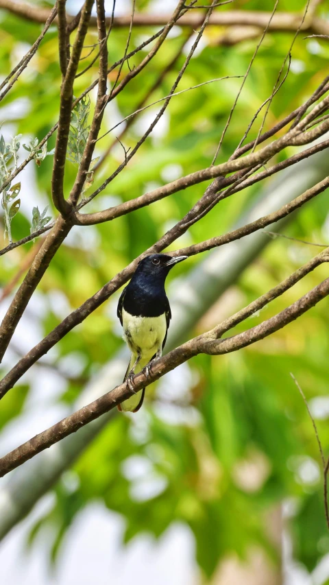 a bird is sitting on the limb of a tree