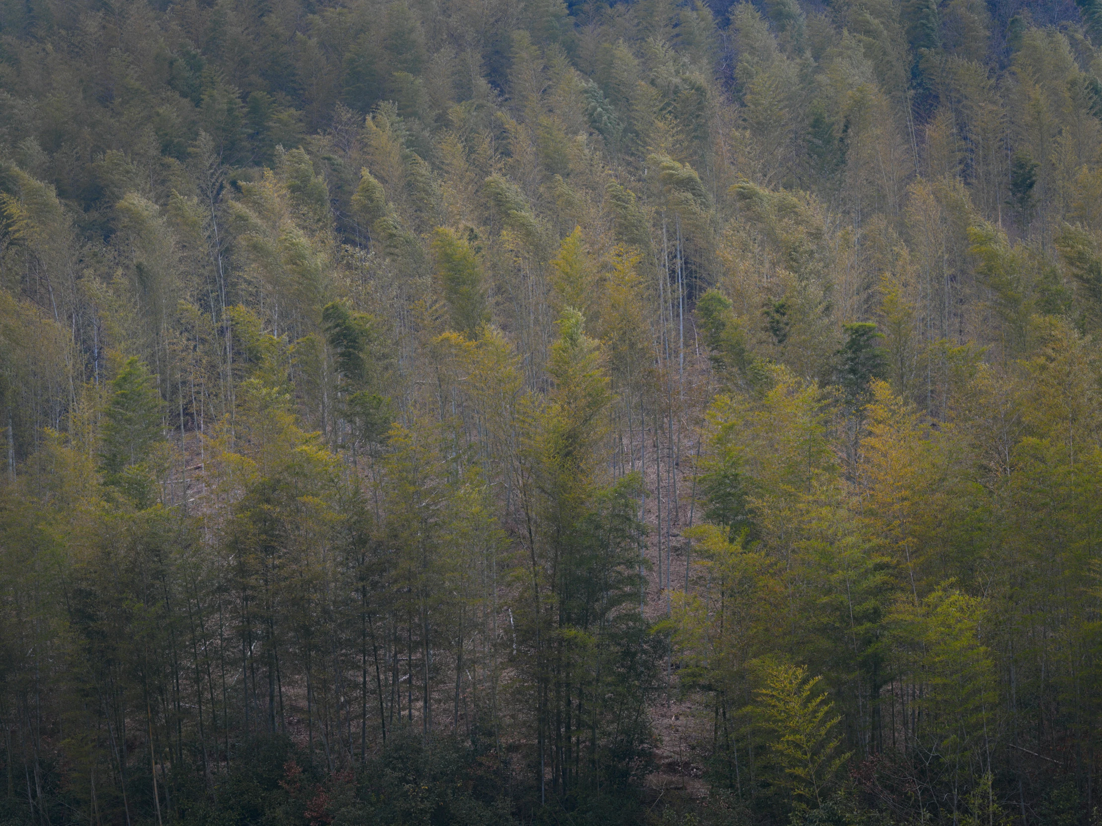 a herd of sheep standing next to trees