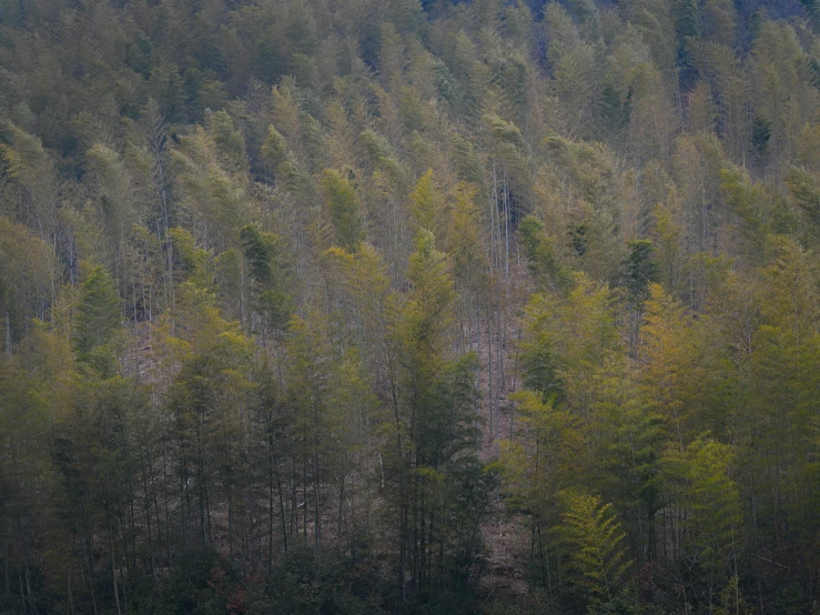 a herd of sheep standing next to trees