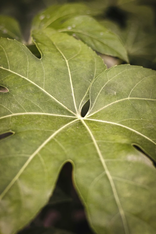 the underside view of a large green leaf