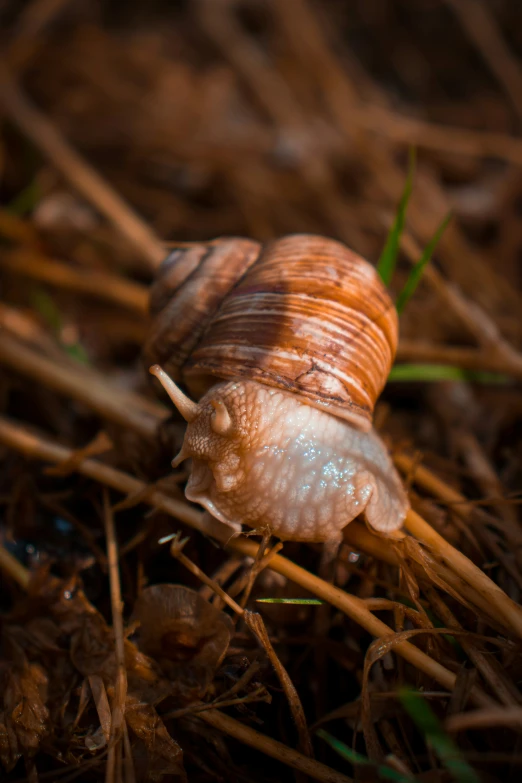 a snail crawling on the ground in grass