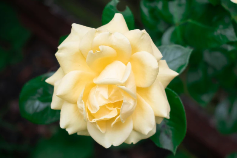 a yellow and white flower with green leaves