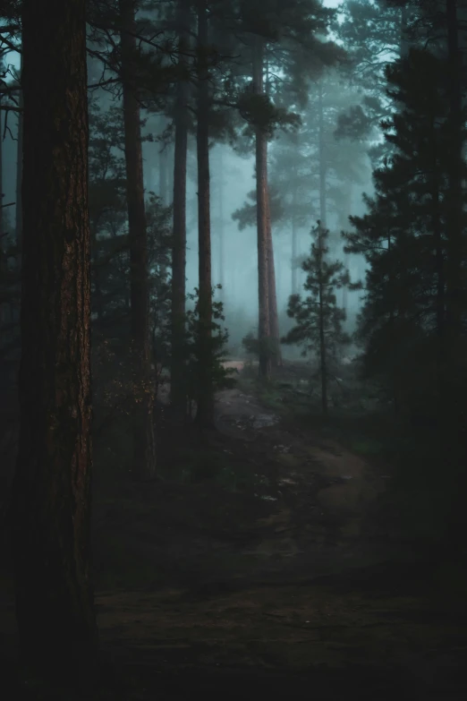 a path leading into the woods at night