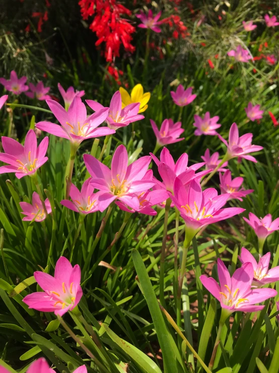 flowers with purple and yellow petals near the water