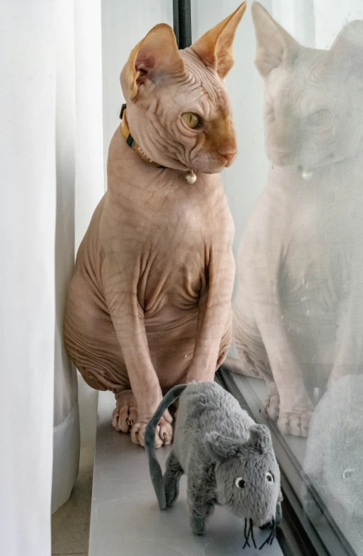 an adult cat sitting on top of two grey stuffed animals