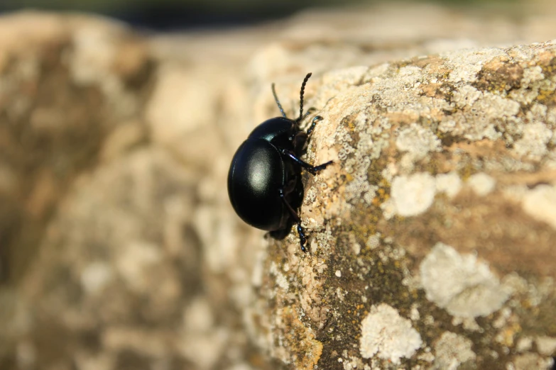 a bug is crawling on some rocks in a cave