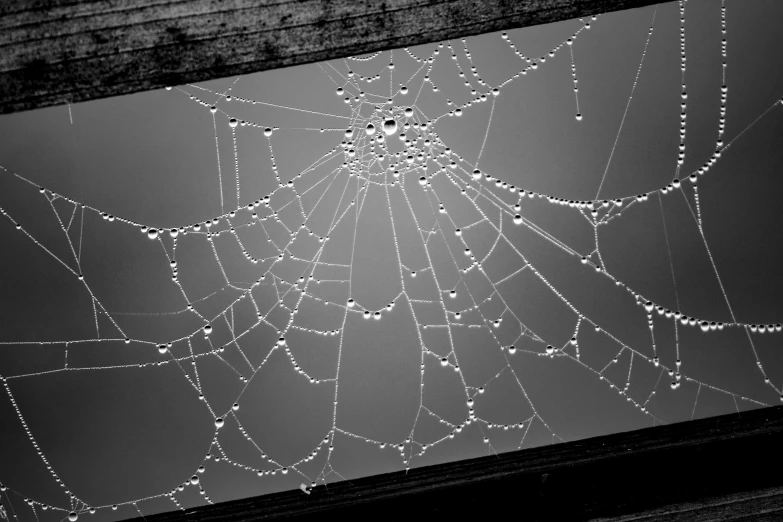 water droplets and dew drop on spider web