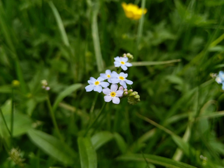 the flowers are white and yellow in the grass