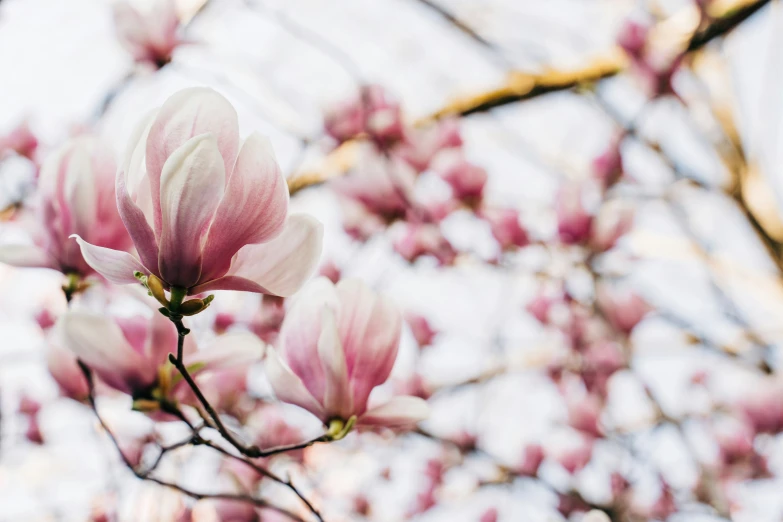 the tree is very pink in color