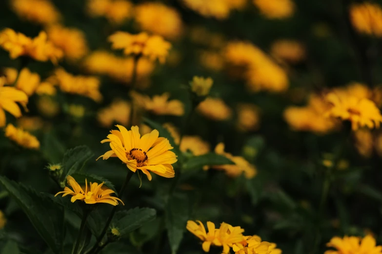 there is a bunch of flowers that have yellow petals
