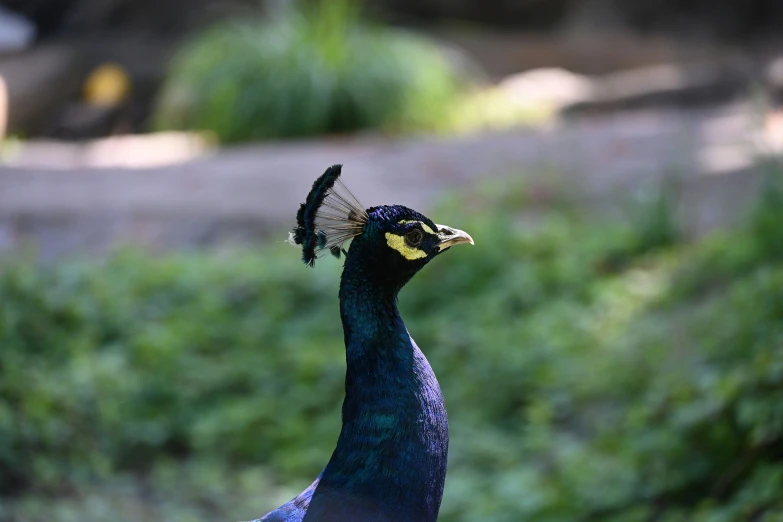 a peacock with a small flower on its neck